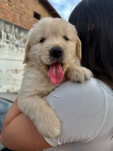 PROMOÇÃO DIA DAS CRIANÇAS / Goldens retriever