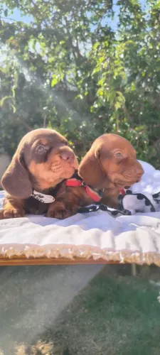 Filhote dachshund mini salsichinha 