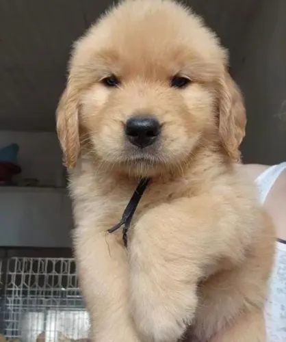 Golden Retriever - Companheiro Ideal