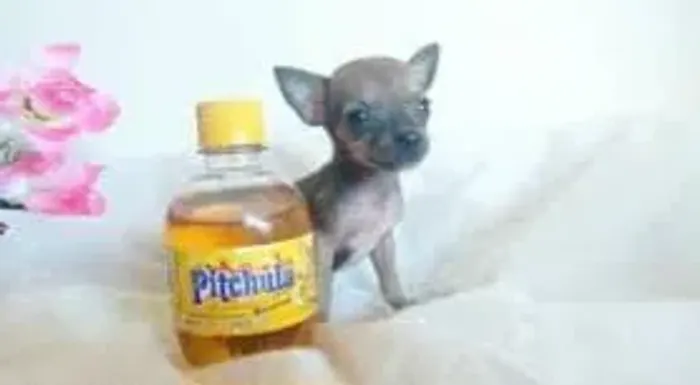 Pinscher 00 machinho miniatura purissimo ja com mais de 2 meses