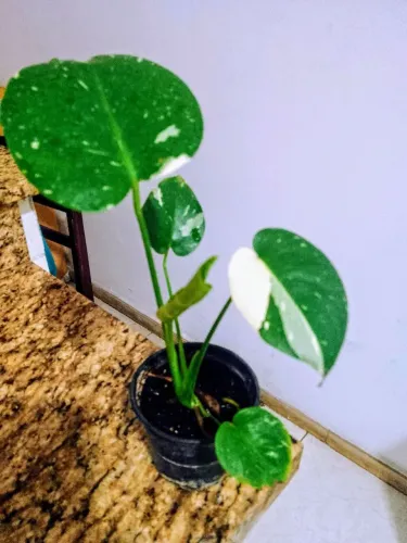 Costela de Adão variegata 