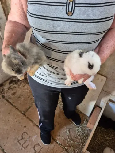 Coelho Anao pet