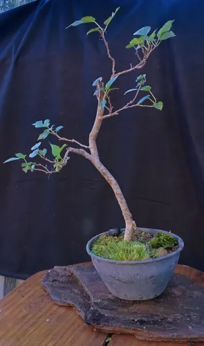 Pré bonsai amora produzindo