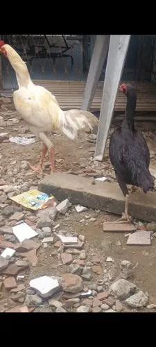 Galo e Galinha pra vender ligeiro, Retirada em Bayeux não faço entrega.