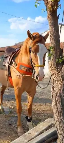 Cavalo Machador 