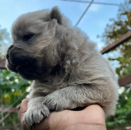 Chow chow