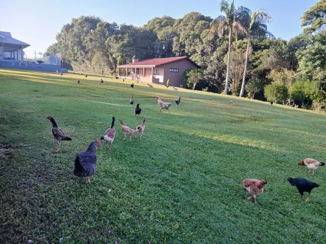 Vendo galinhas, galo, frangas