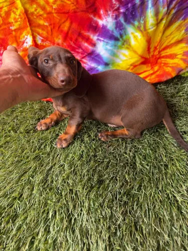 Dachshund / teckel / ?salsicha?