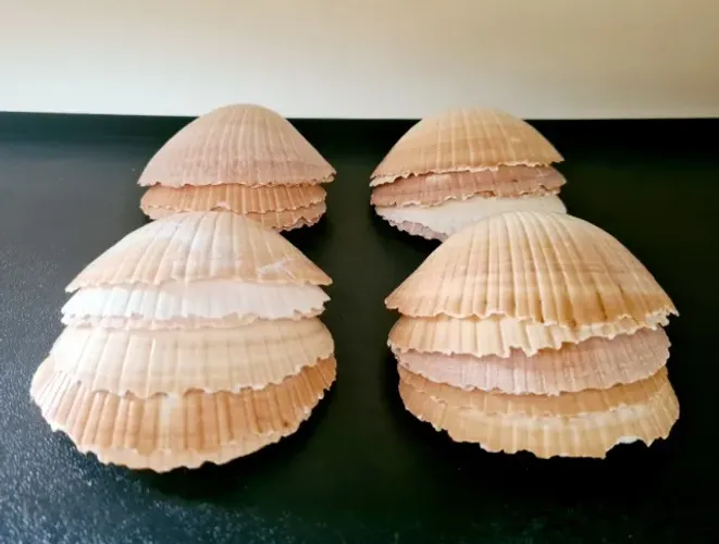 Conchas de Casquinha de Siri - 24 Unidades