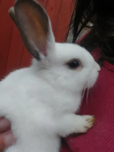 Mini Coelho Branco com delineado creme perfeito