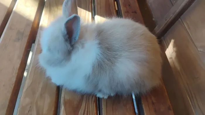 Mini lion hed