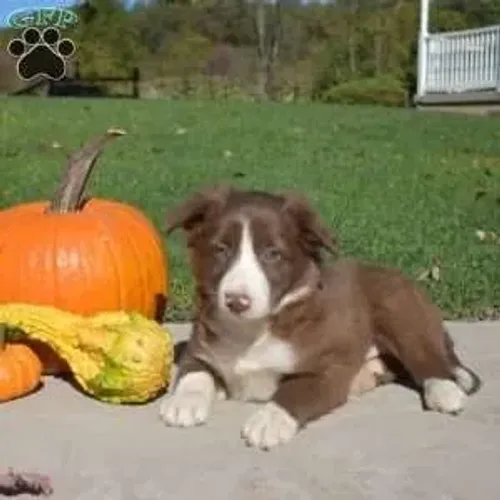 ?Últimos filhotes de Border Collie disponíveis?