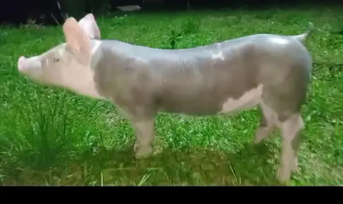 Porcos ( Duroc/Pietran)