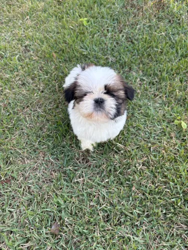 Shih Tzu Fêmea e Macho