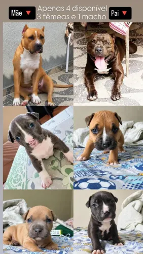 Vende-se Pitbull
