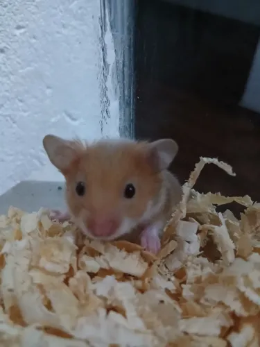 Hamster sírio macho super dócil