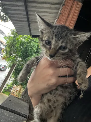 Doa-se gatinho gato 