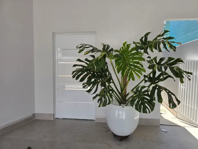 Costela de Adão  Variegata 