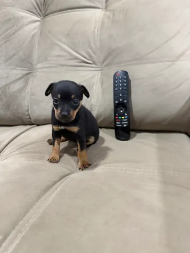 Pinscher Miniatura fêmea