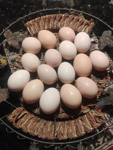 Ovos férteis de Rhode Island red