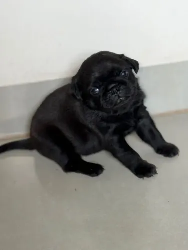 Vendo filhotes da raça Pug