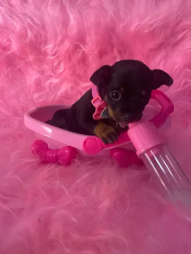 PINSCHER FÊMEA 