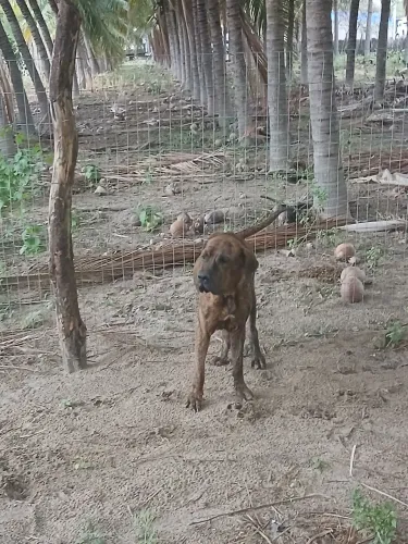 Cruza disponivel Fila Brasileiro