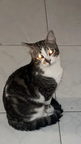 Gato macho não castrado 1 ano