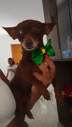 Vende cachorro