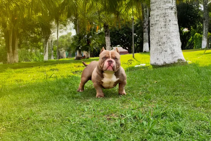Cachorro