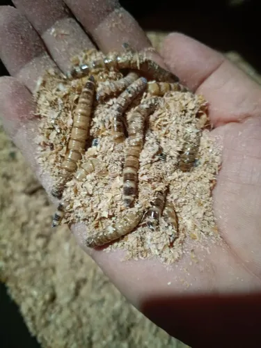 Tenebrios gigante 