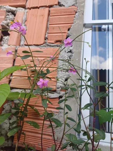 Beldroega Graúda