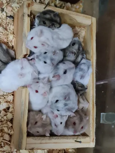 Lindos hamster anão russo