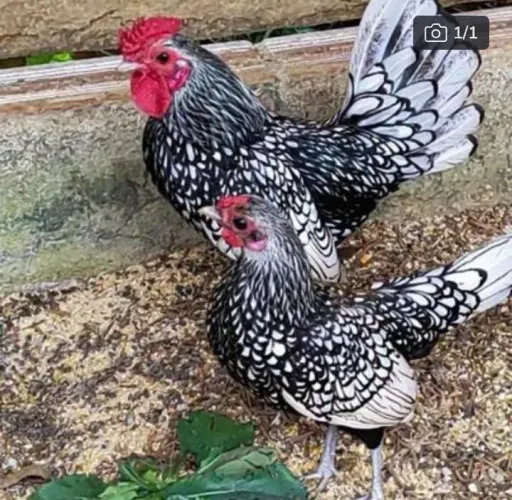 Pintinhos da raça sebrith