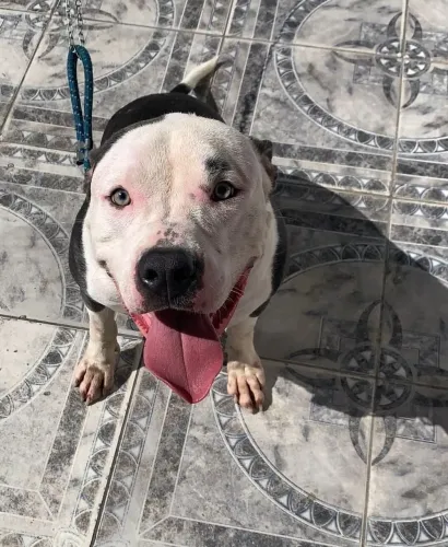 American bully XL pra adoção