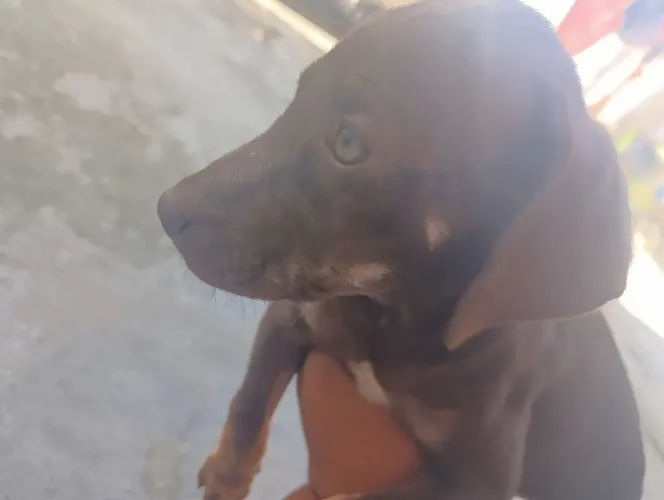 Cadelinha dócil 4 meses