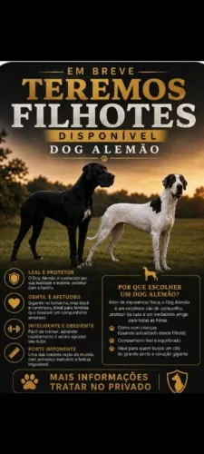 Dog alemao