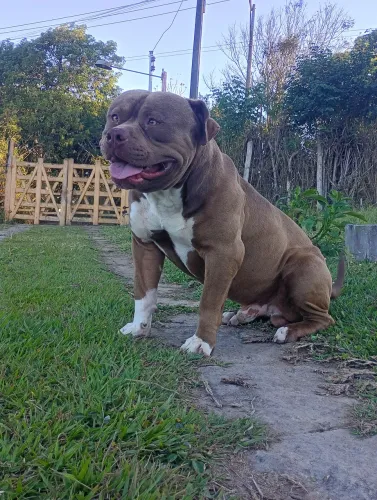 FILHOTES DE PITMONSTER PARA VENDA