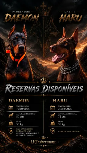 Dobermann de trabalho (Reserva)