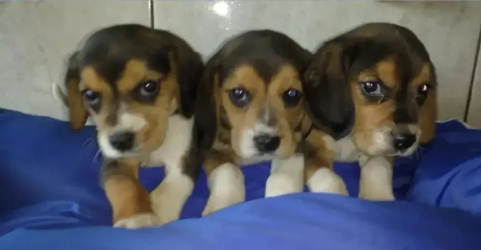 Beagle chiquérrimos chocolate