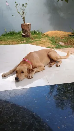 Adoção responsável