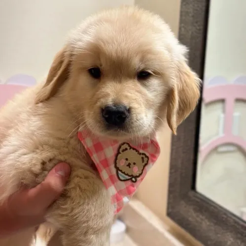 Filhote Golden Retriever, Seus dias de solidão acabaram!