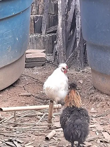 Galo