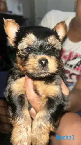 Cachorro Yorkshire 
