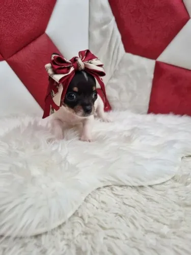 Pinscher Fêmea Exclusiva