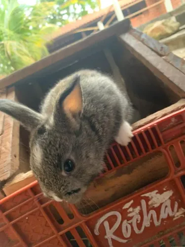 Mini Coelhos Filhotes - 38 dias