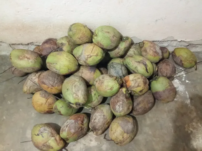 Côcos Secos (mais de 40)
