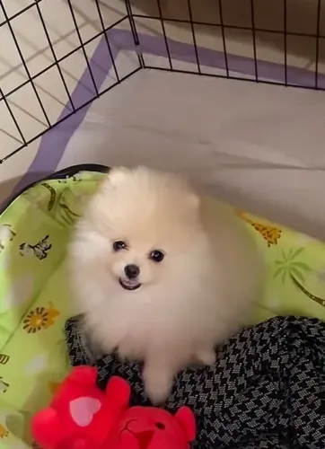 Luluzinho da Pomerania anoes
