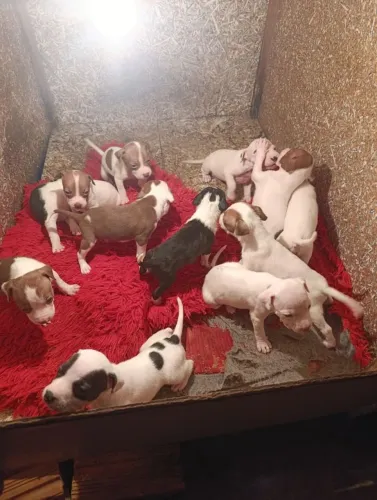 Filhotes de Pit Bull