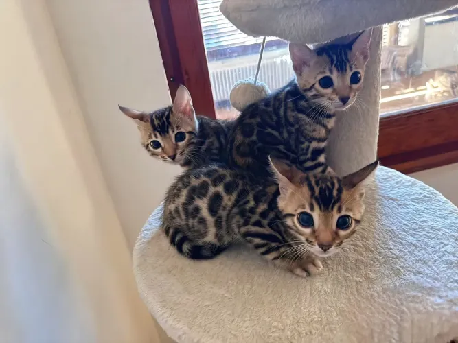Filhotes de Bengal Cat (Gato Leopardo)